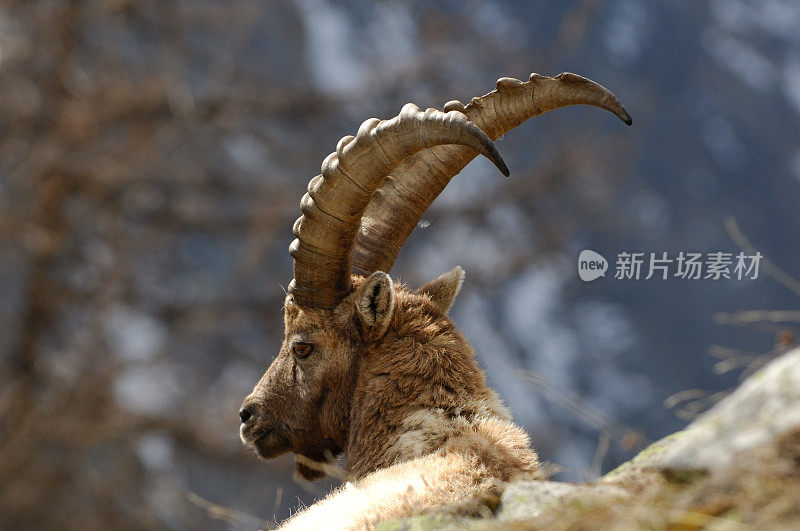 高山山羊 (Capra ibex ibex)